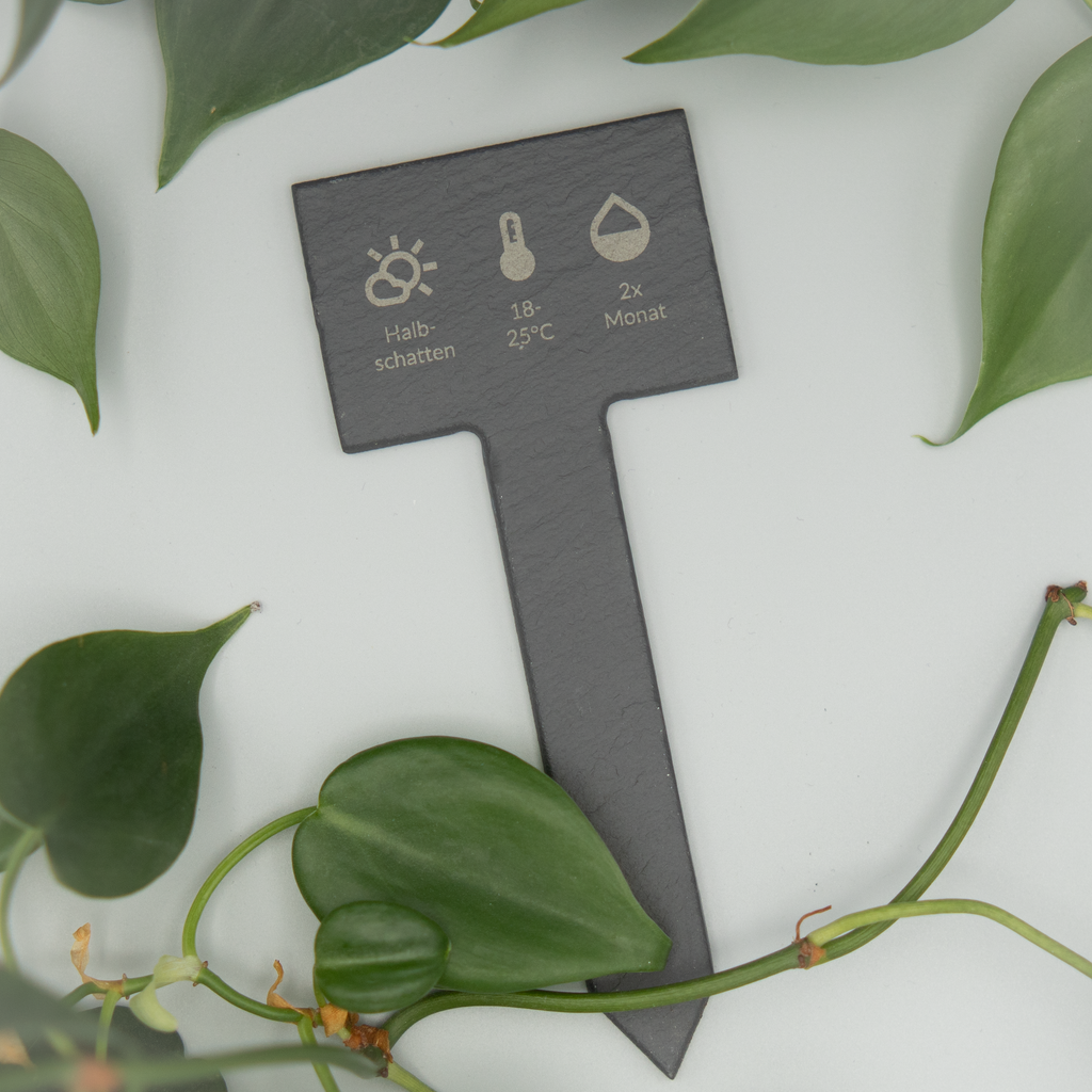 Ein schwarzes Schild aus Schiefer mit eingravierten Pflegesymbolen und Hinweisen („Halbschatten“, „18–25 °C“, „2x Monat“) liegt flach auf einer weißen Oberfläche, umrahmt von mehreren grünen Philodendron-Blättern, die ringsherum verteilt sind. Das Schild ist zentral im Bild platziert.