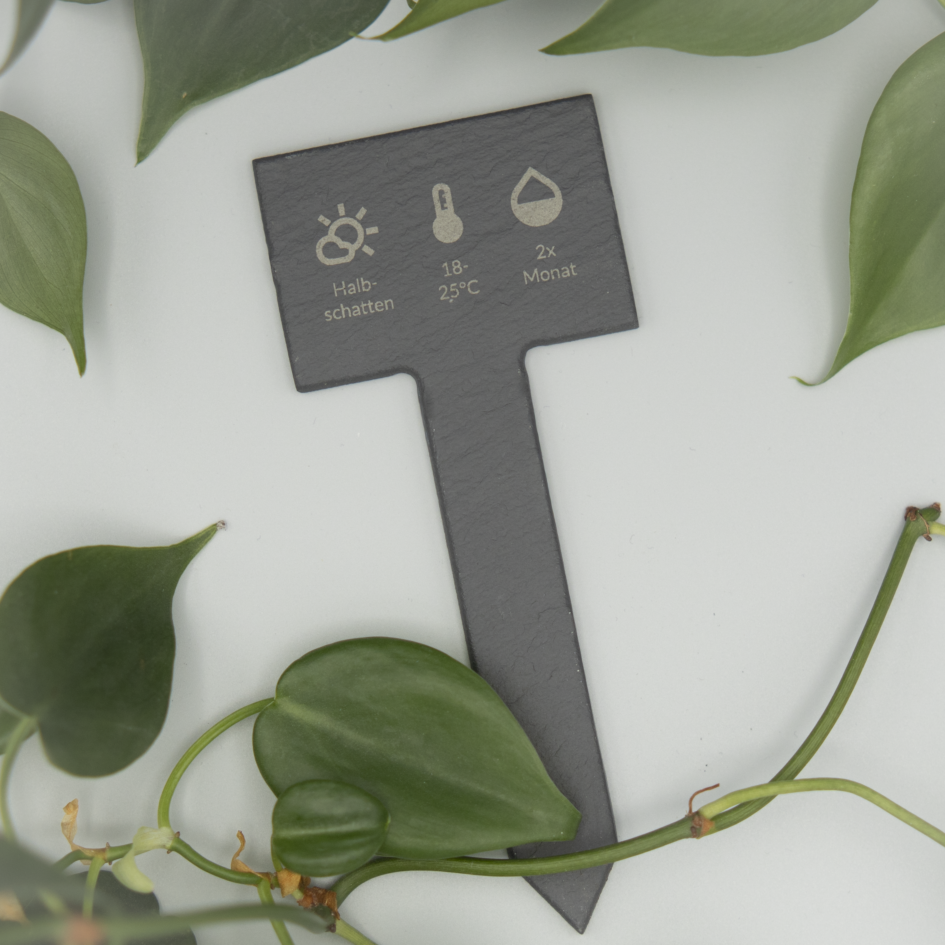 Ein schwarzes Schild aus Schiefer mit eingravierten Pflegesymbolen und Hinweisen („Halbschatten“, „18–25 °C“, „2x Monat“) liegt flach auf einer weißen Oberfläche, umrahmt von mehreren grünen Philodendron-Blättern, die ringsherum verteilt sind. Das Schild ist zentral im Bild platziert.