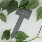 Eine Schiefer-Pflanzenstecker mit der Gravur ‘Sophies Philodendron’ liegt von herzförmigen, grünen Philodendron-Blättern eingerahmt auf einer hellen Oberfläche