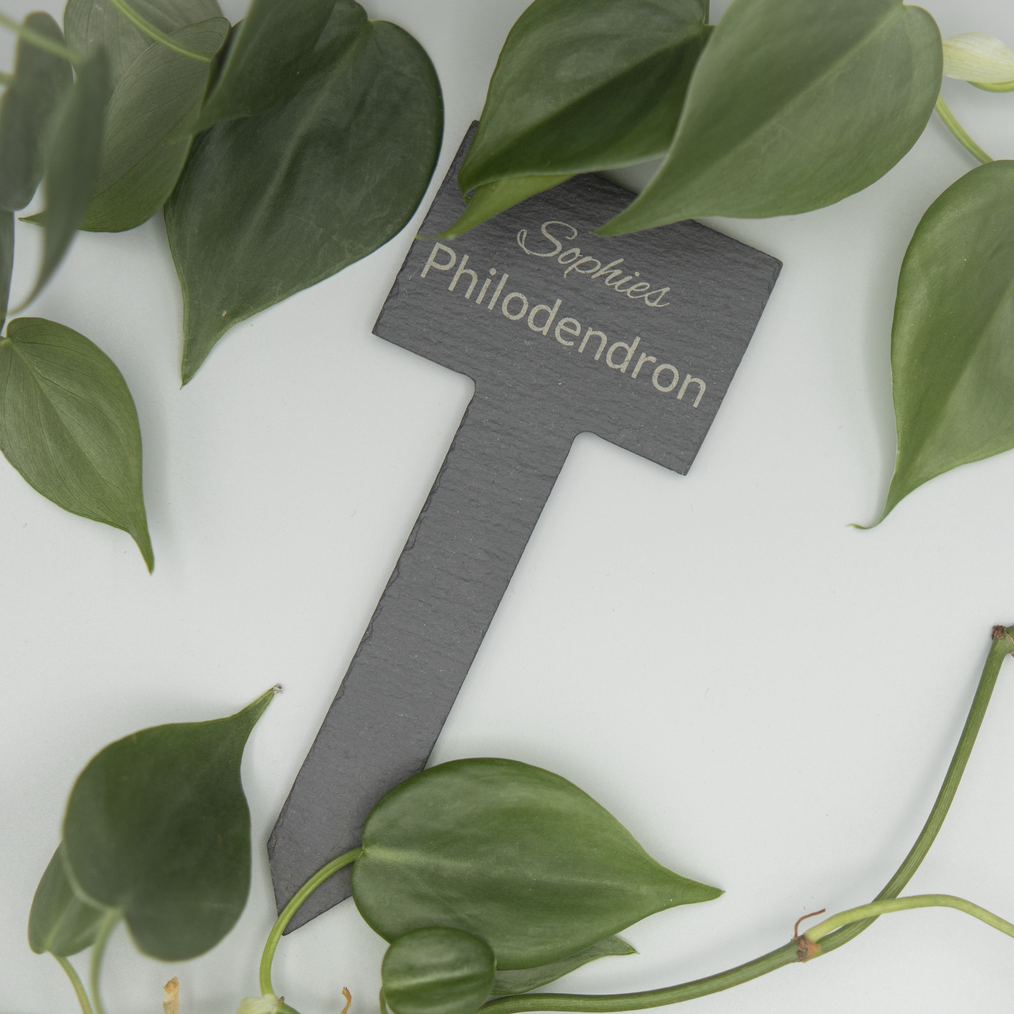Eine Schiefer-Pflanzenstecker mit der Gravur ‘Sophies Philodendron’ liegt von herzförmigen, grünen Philodendron-Blättern eingerahmt auf einer hellen Oberfläche