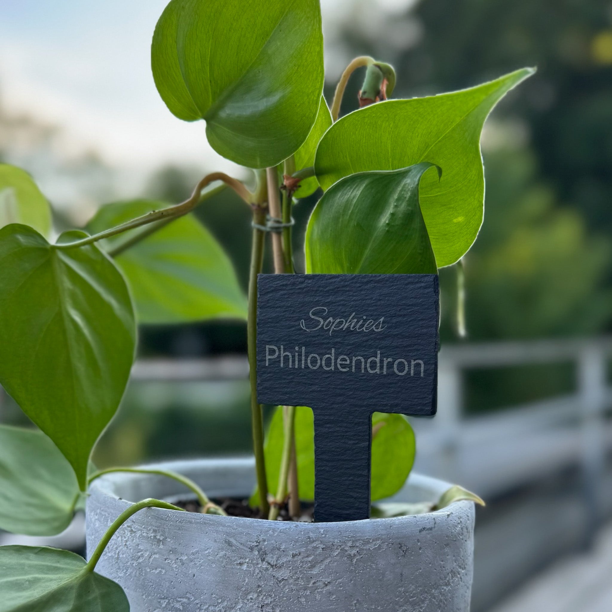 Eine grüne Philodendron-Pflanze steht in einem hellgrauen, strukturierten Blumentopf. Zwischen den Blättern ist ein schwarzes Pflanzschild aus Schiefer mit der Gravur „Sophies Philodendron“ zu sehen. Der Hintergrund ist unscharf und zeigt einen Außenbereich mit viel Grün.